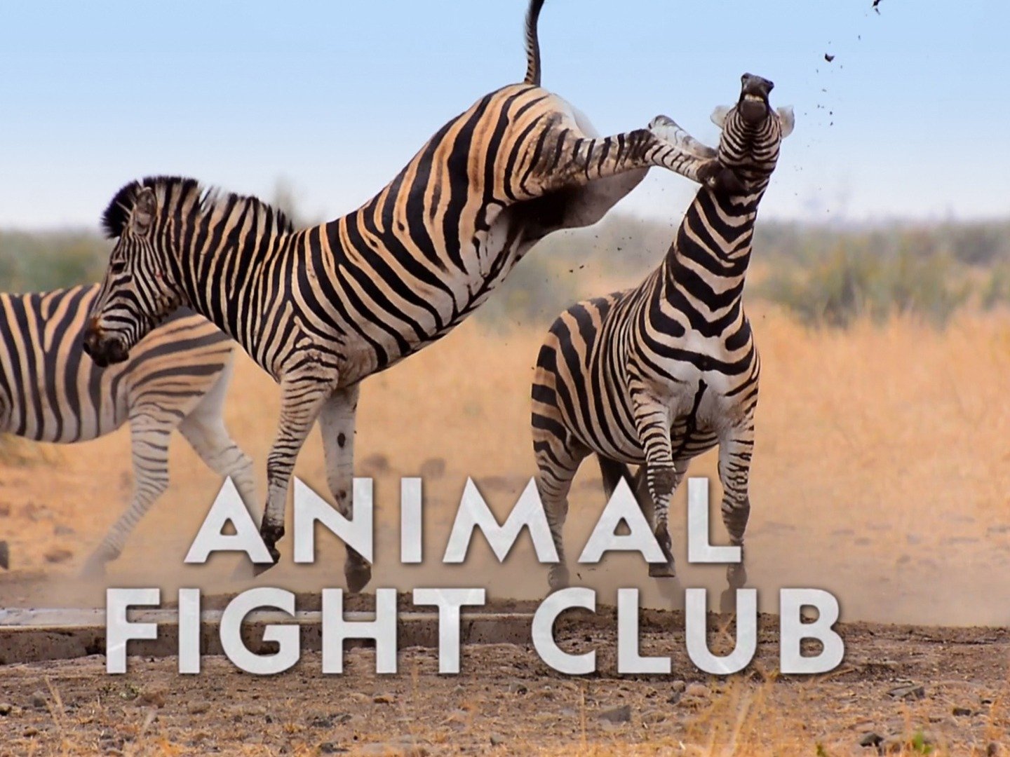VERSUS ANIMALI (ANIMENIGHT)